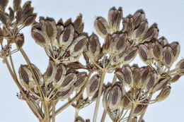 Image of common lomatium