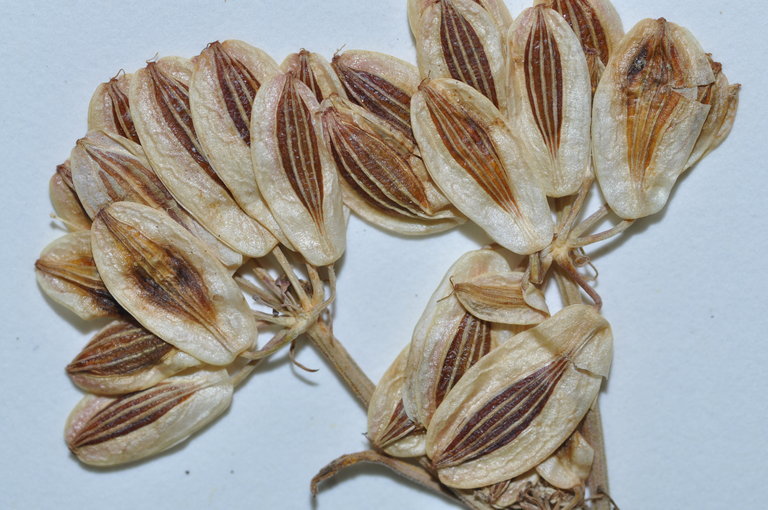 Image of leafy wildparsley