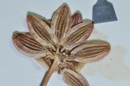 Image of cous biscuitroot