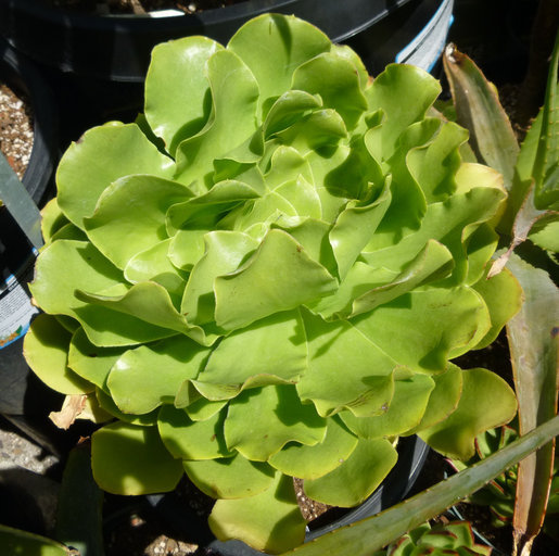 Image of saucer-plant