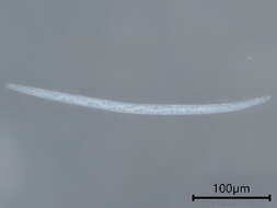 Image of Parasitylenchidae