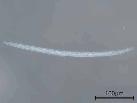 Слика од Parasitylenchidae