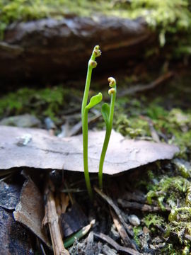 Image of mountain moonwort