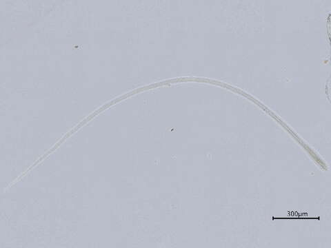 Слика од Allantonematidae