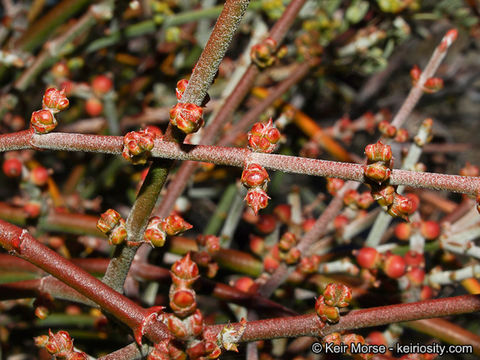 Image of mesquite mistletoe