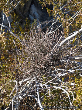 Image of mesquite mistletoe