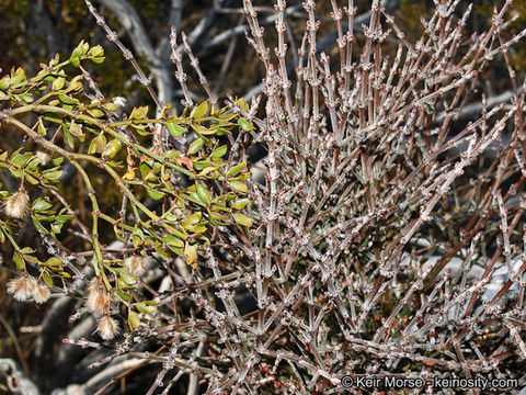 Image of mesquite mistletoe