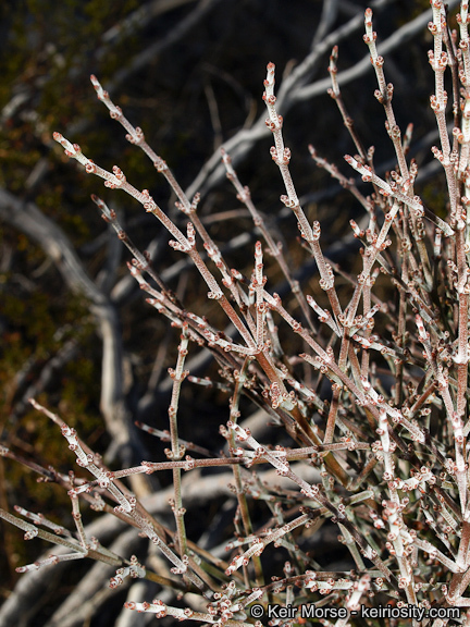 Image of mesquite mistletoe