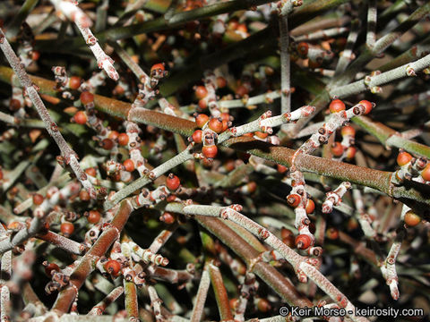 Image of mesquite mistletoe