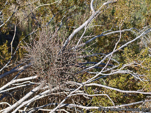 Image of mesquite mistletoe