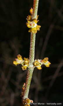 Image of mesquite mistletoe