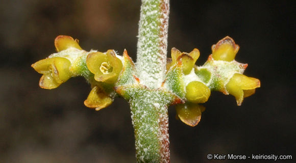 Image of mesquite mistletoe