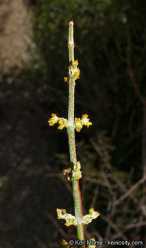 Image of mesquite mistletoe