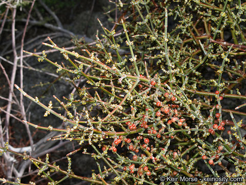 Image of mesquite mistletoe