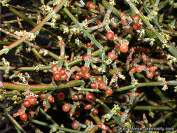 Image of mesquite mistletoe