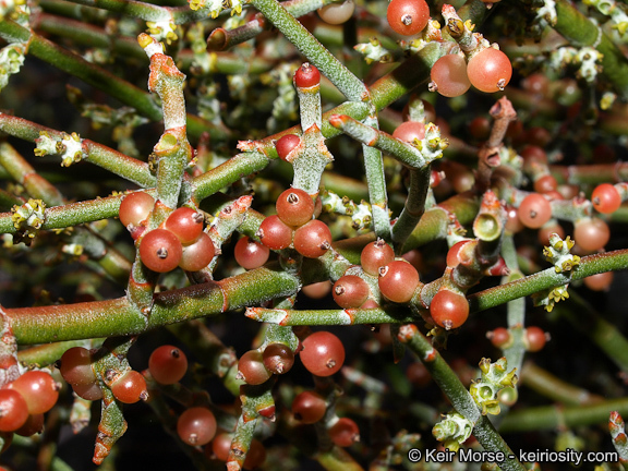 Image of mesquite mistletoe