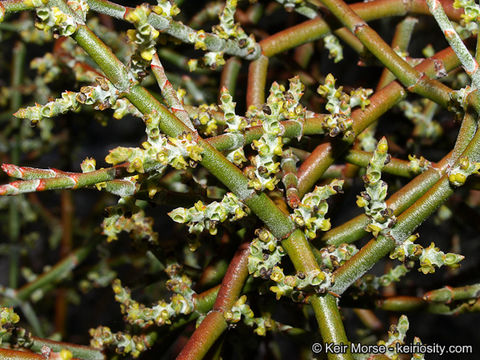 Image of mesquite mistletoe