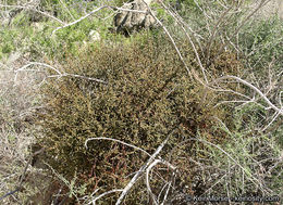 Image of mesquite mistletoe