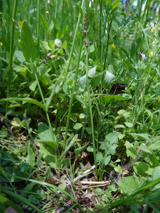 Image of little grapefern