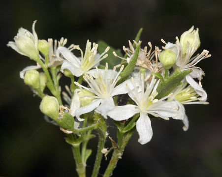 Image of western white clematis