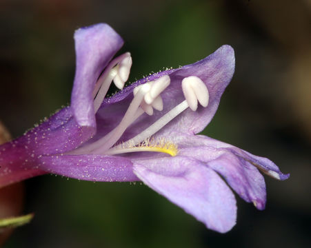 Plancia ëd Penstemon papillatus Howell