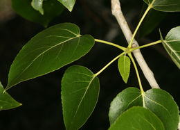 Image of Black Cottonwood