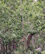 Image of Black Cottonwood