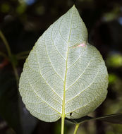 Image of Black Cottonwood