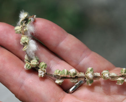 Image of Black Cottonwood