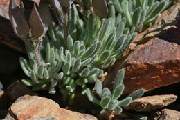 Anelsonia eurycarpa (A. Gray) J. F. Macbr. & Payson resmi