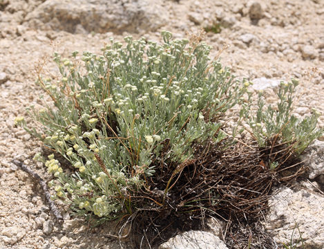 Image of <i>Sphaeromeria cana</i>