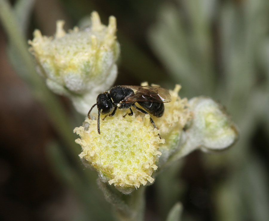 Image of <i>Sphaeromeria cana</i>