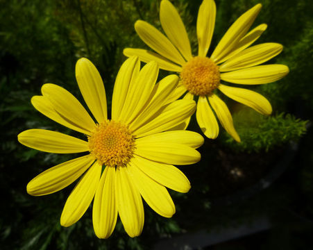 Euryops pectinatus (L.) Cass. resmi