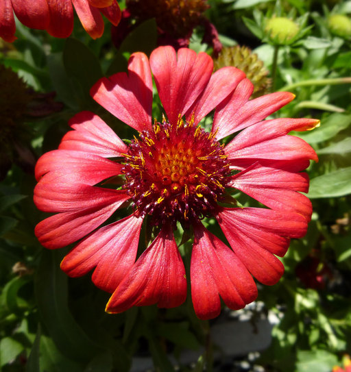 Plancia ëd Gaillardia aristata Pursh