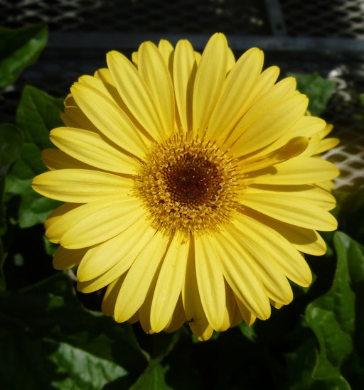 Image of Barberton daisy
