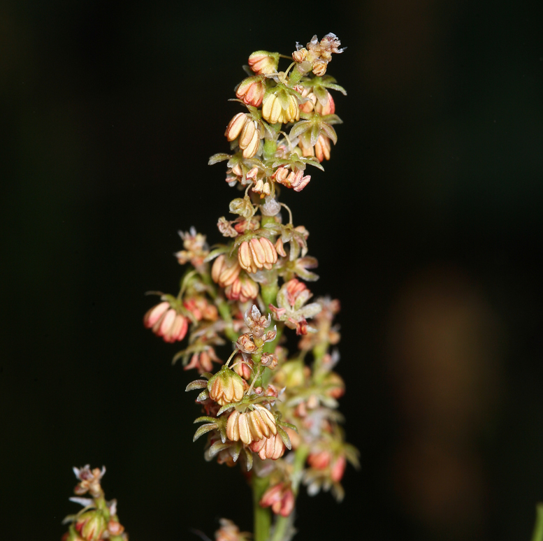 Image of alpine sheep sorrel