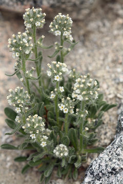 Слика од <i>Cryptantha humilis</i>