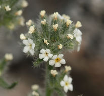 Слика од <i>Cryptantha humilis</i>