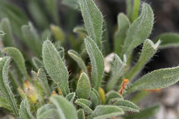 Слика од <i>Cryptantha humilis</i>