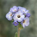 Image de Polemonium eximium Greene