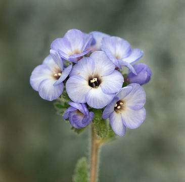 Image de Polemonium eximium Greene