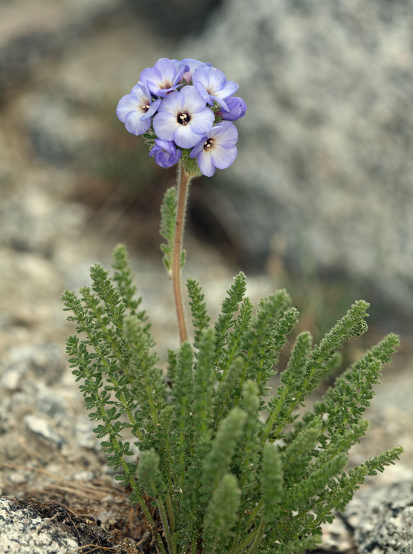 Слика од Polemonium eximium Greene