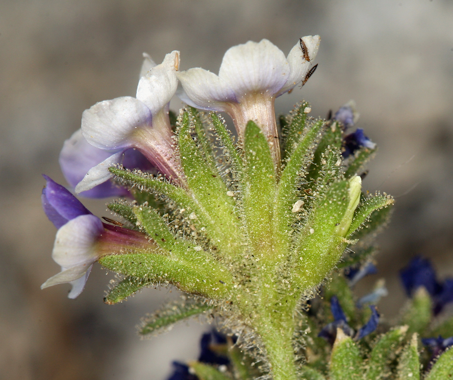 Слика од Polemonium eximium Greene