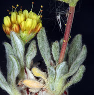 Image of rosy buckwheat