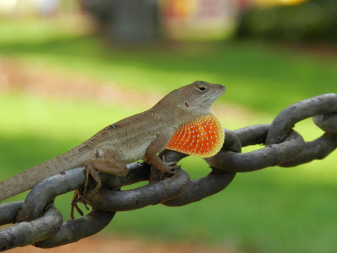 Image of Bahaman brown anole
