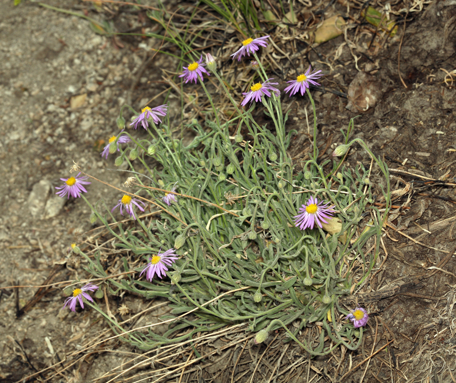 Image of Brewer's fleabane