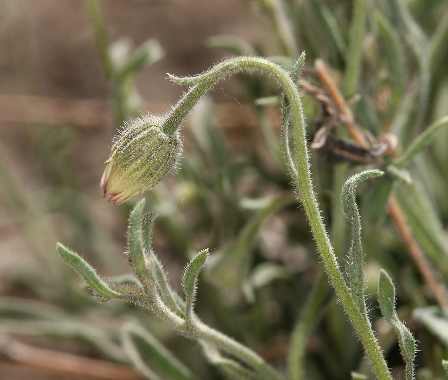 Image of Brewer's fleabane