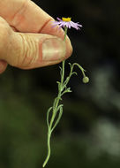 Image of Brewer's fleabane