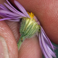 Image of Brewer's fleabane