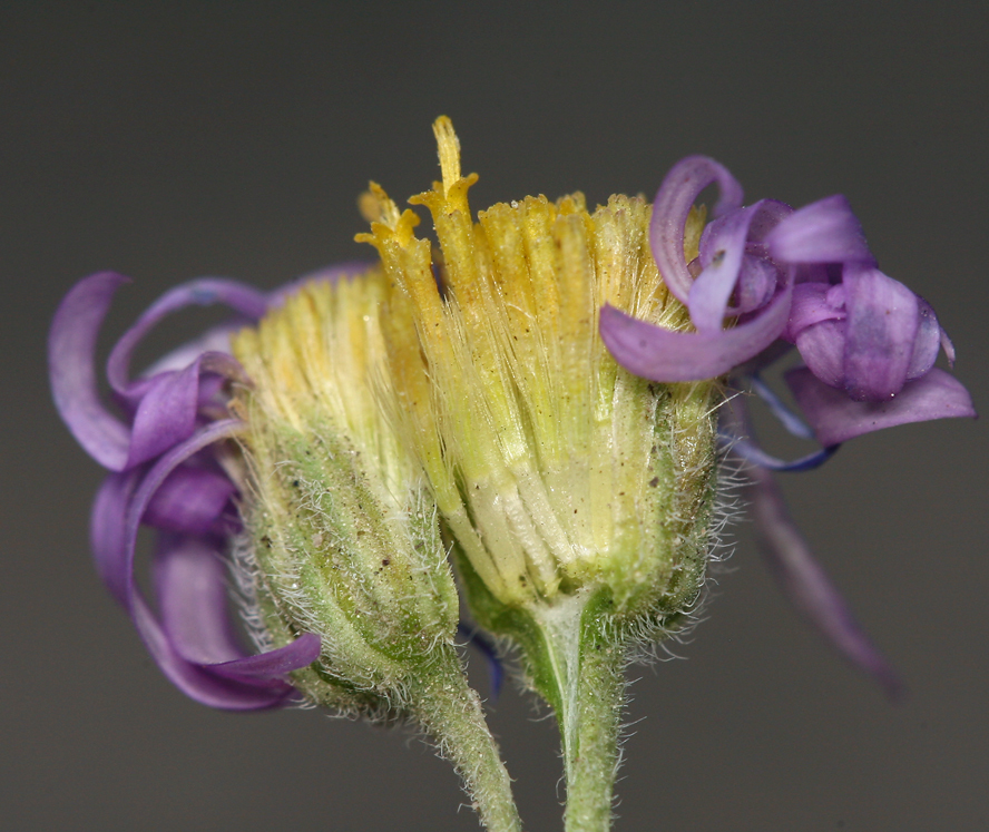 Image of Brewer's fleabane